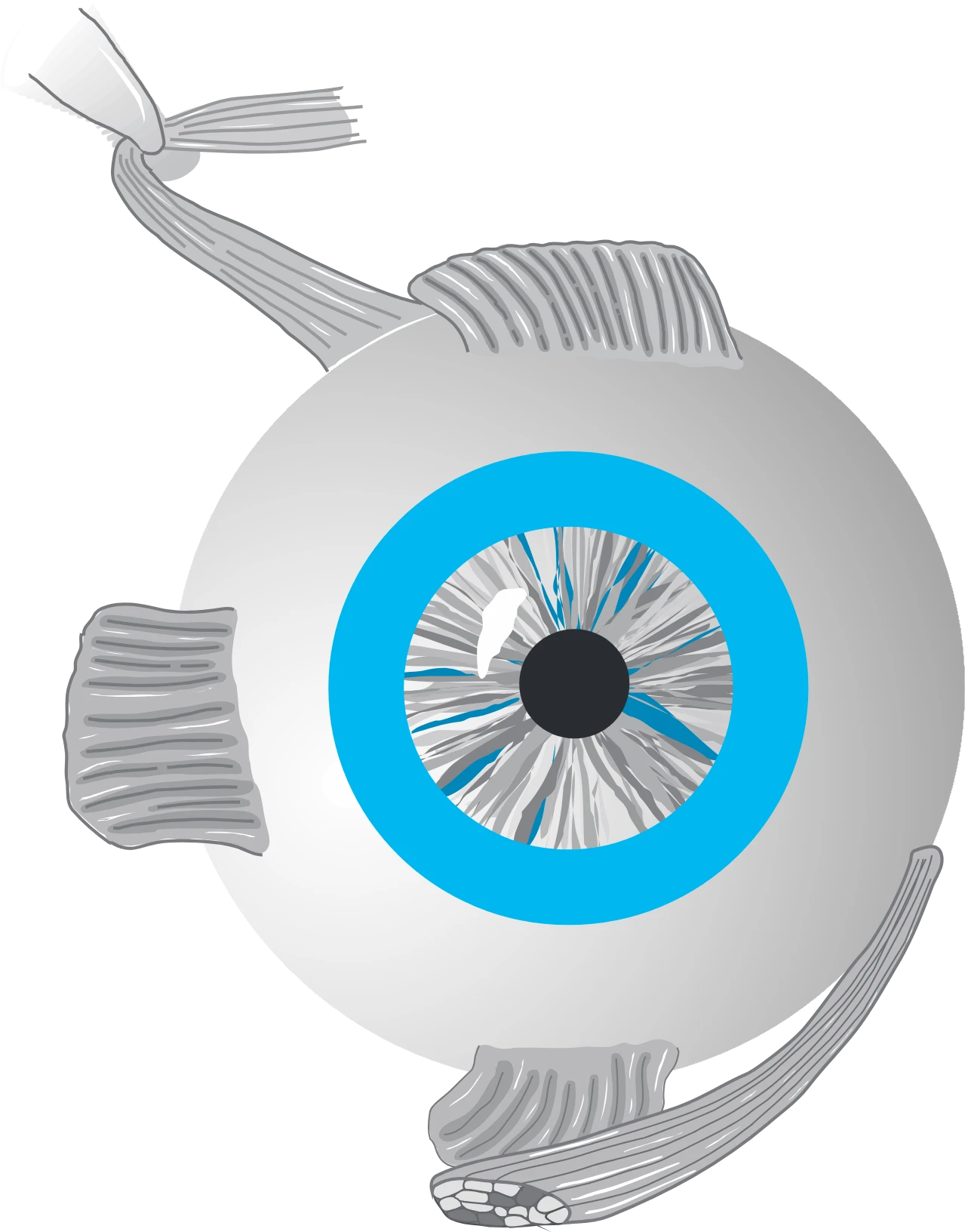 ojo del logo